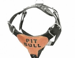 Επιστήθιο    σκύλου       δερμάτινο 'PIT BULL', Medium - Κωδικος : 07.98.013